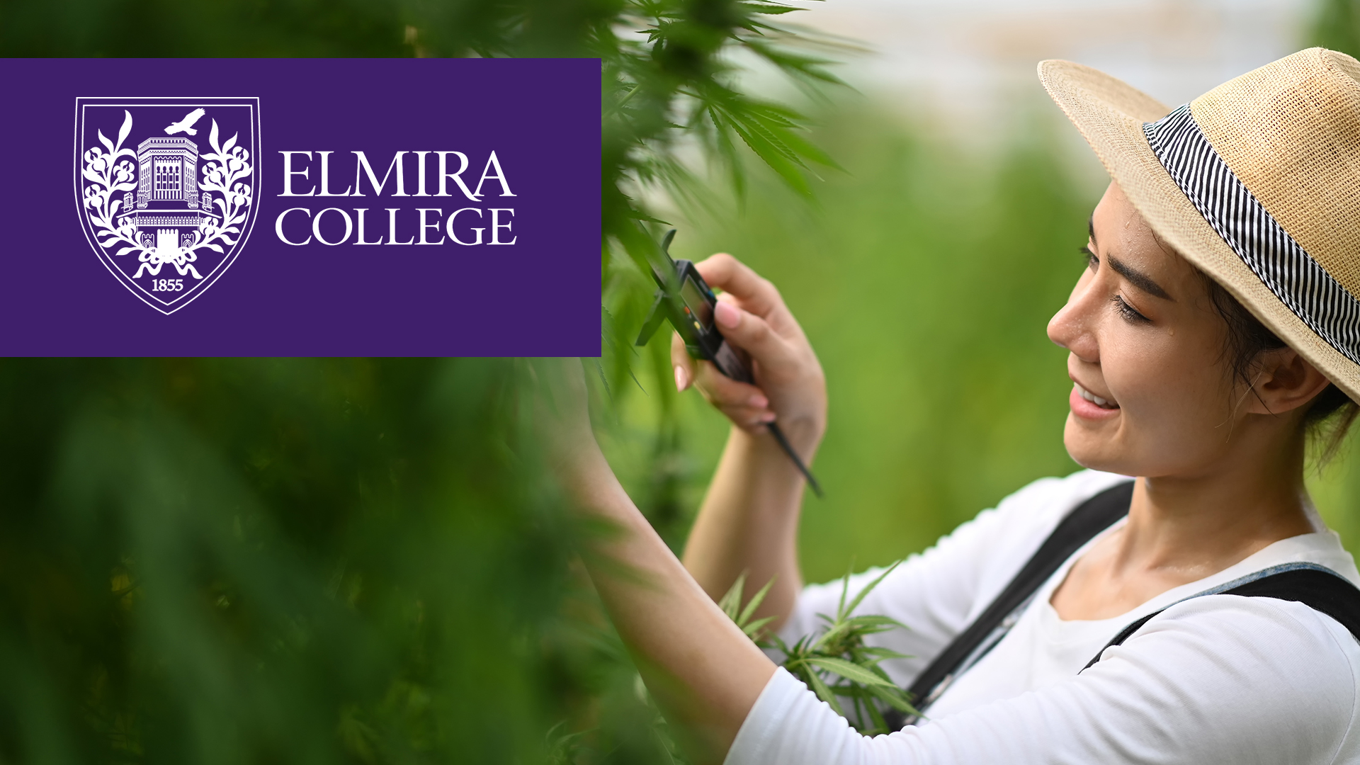 Cannabis extraction and product development specialist certificate